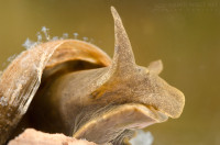 Escargot mangeur algues pour aquarium eau douce
