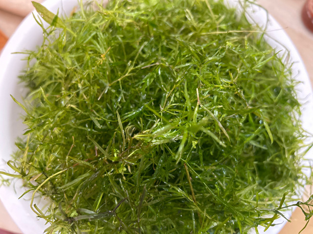 Guppy grass  in Fish for Rehoming in La Ronge
