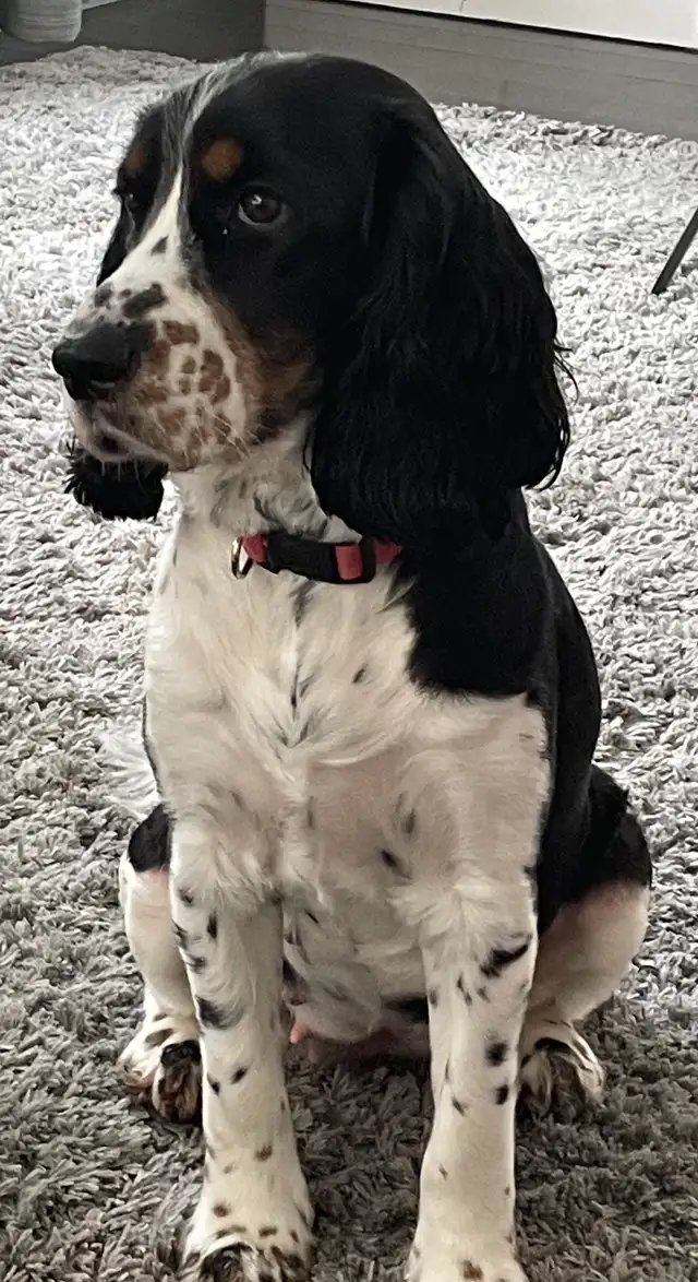 English Springer Spaniel puppies for sale | Dogs & Puppies for Rehoming ...