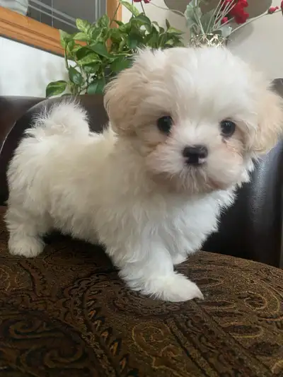 4 ShihTzu puppies, View more