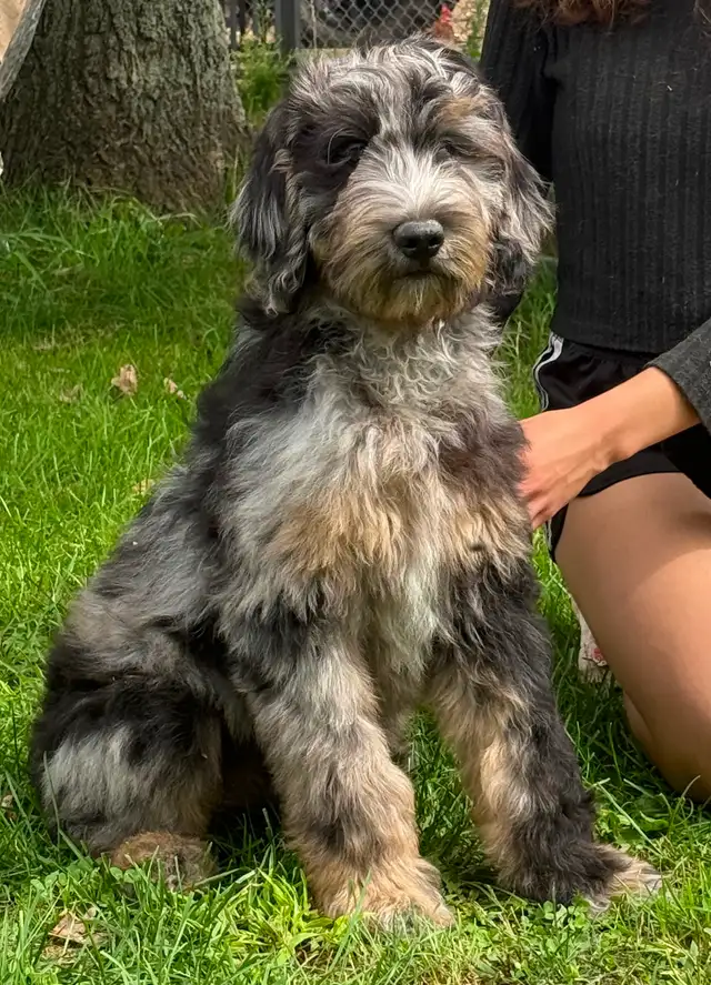 Mini Goldendoodles ~ Mini Bernedoodles ~ Mini Aussiedoodles in Dogs & Puppies for Rehoming in Mississauga / Peel Region - Image 2