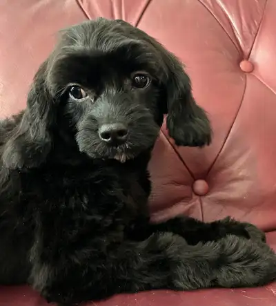 cavalier ou cavapoo chiot tout élevé , View more
