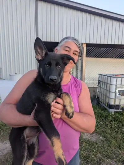 Czech Working Line German Shepherd Puppies, View more