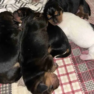 Rottweiler/American bull dog mix. Medium breed. Puppies are 5 weeks old today. They will be vaccined...