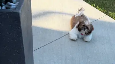 Adorable Male Shih Tzu Puppy-Vaccinated, Microchipped, Dewormed, View more