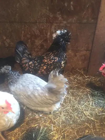 Polish chicken hatching eggs available $30 per dozen. Fertility rate over 90%. Pick up at St Andrews...