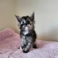 PURE BREED MAINE COON KITTENS