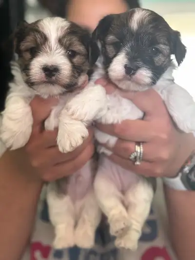 Morkie Puppies (Maltese/Yorkie; 1 boy, 1 girl)), View more