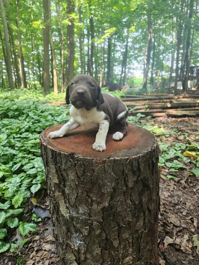 German Shorthair Pointer  Puppies Registered in Dogs & Puppies for Rehoming in Windsor Region - Image 11
