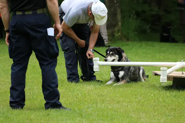 Canine Training Service dog to search dogs in Animal & Pet Services in Kitchener / Waterloo - Image 7