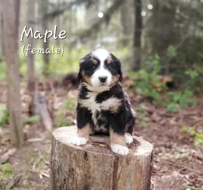 Bernese Mountain Dog Puppies - 7 left, View more
