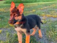 Only $600 Pure German Shepherd Puppy Last One