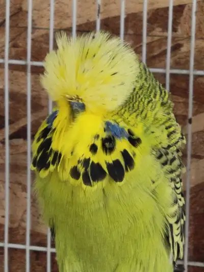 English budgies, View more