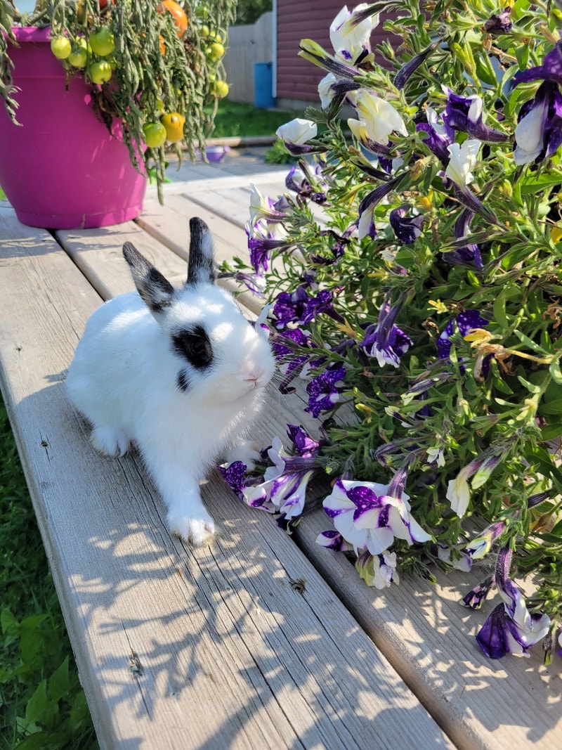 Netherland Dwarf bunnies in St. Gregor Small Animals for Rehoming