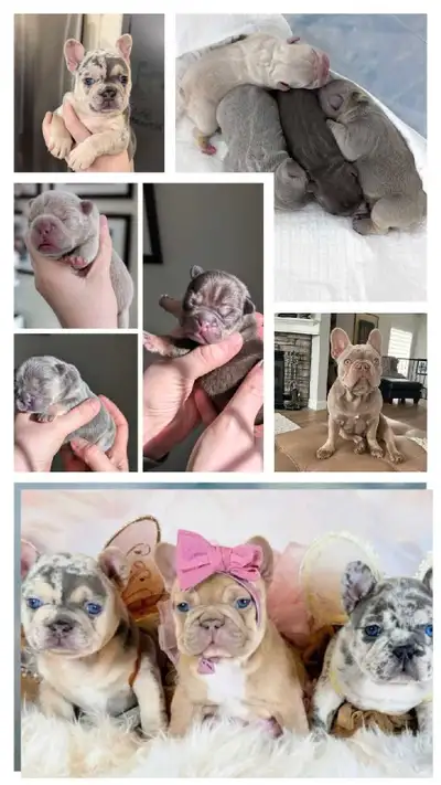 Pregnancy Confirmed! French Bulldog Puppies Due November 21st ✨, View more