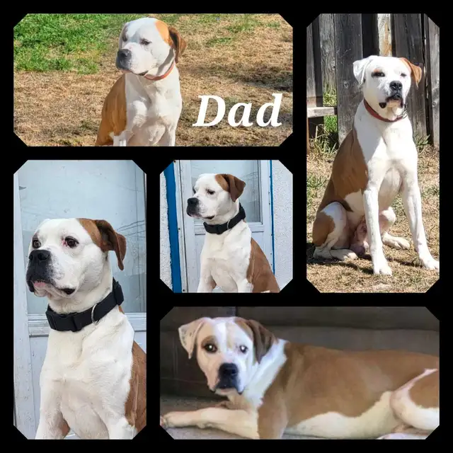 American Bulldogs in Dogs & Puppies for Rehoming in Winnipeg - Image 6