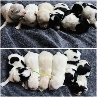 Morkie Puppies, View more