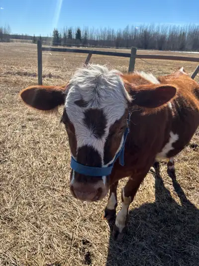 She was born June 2025. she really quite we lead her in and out of the barn daily. 4500 OBO