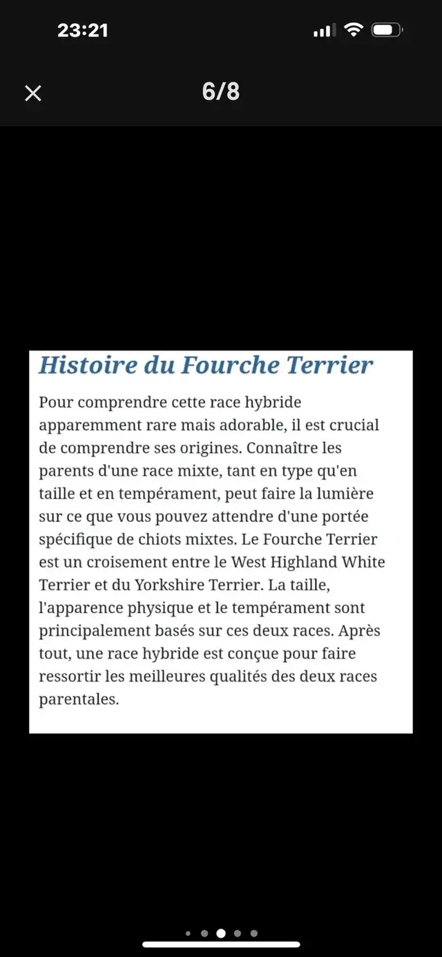 Chiot fourche terrier( femelle ) in Dogs & Puppies for Rehoming in Longueuil / South Shore - Image 8
