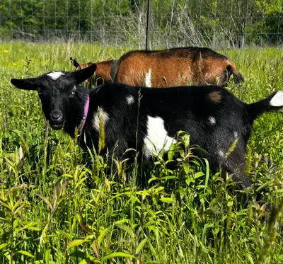 SOLD. Pregnant Registered Nigerian Doe Goat, View more