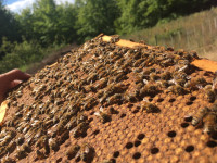 Nucleus Honeybee Colony