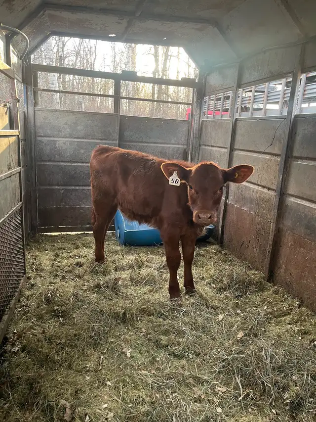 Red Angus Heifer | Livestock | Winnipeg | Free local classifieds - Kijiji