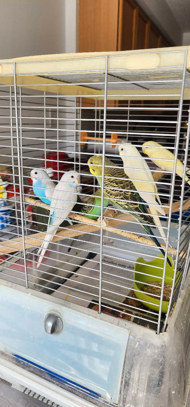 Baby Budgies for sale in Birds for Rehoming in Mississauga / Peel Region - Image 2