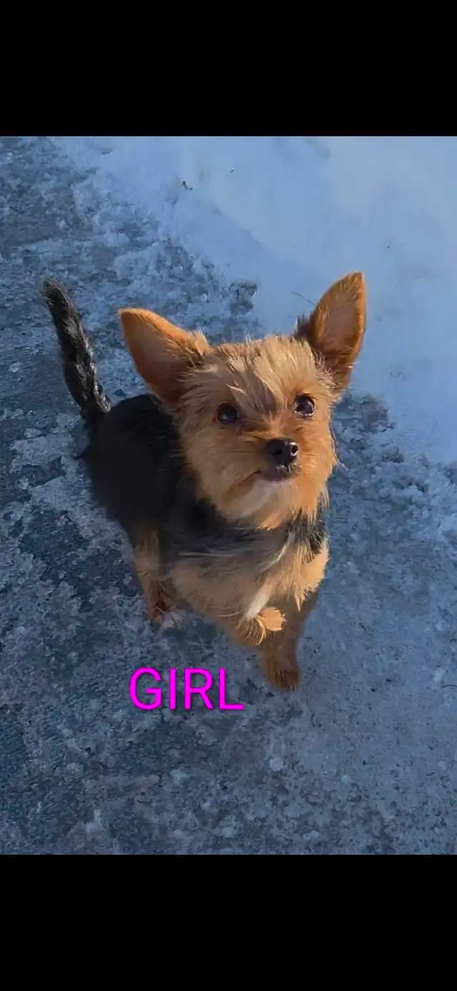  Pure Breed Yorkie  boy in Cats & Kittens for Rehoming in Edmonton - Image 11