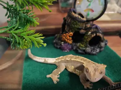 Geckos for sale, View more