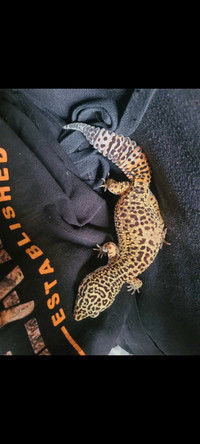 Looking for male leopard gecko 