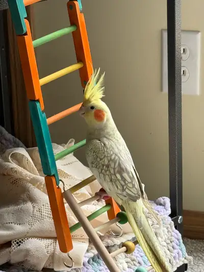 cockatiel, View more
