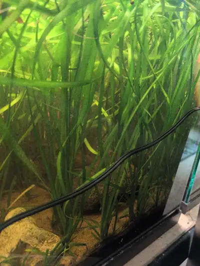 Jungle Val Aquarium Plant , View more