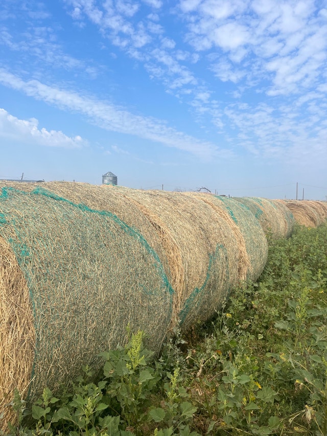 Round bales Livestock Medicine Hat Kijiji