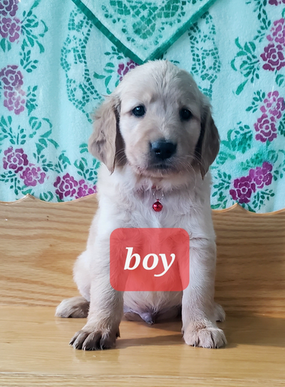 Purebred Golden Retrievers, View more