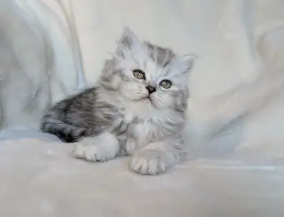 Adorable chaton persan, View more