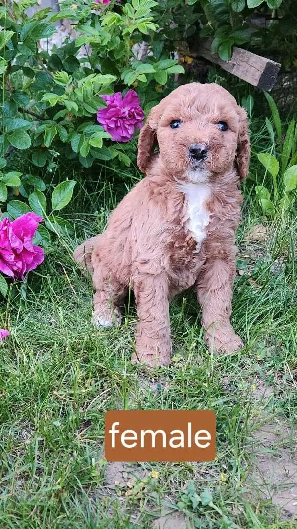 mini golden doodles in Dogs & Puppies for Rehoming in Stratford - Image 8