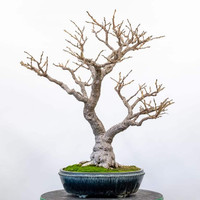 Wisteria bonsai