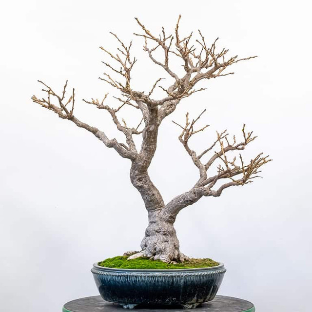 Wisteria bonsai in Plants, Fertilizer & Soil in City of Toronto