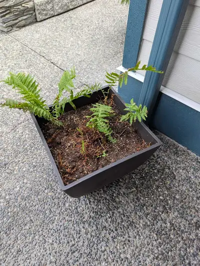 Outdoor plants & pots, View more