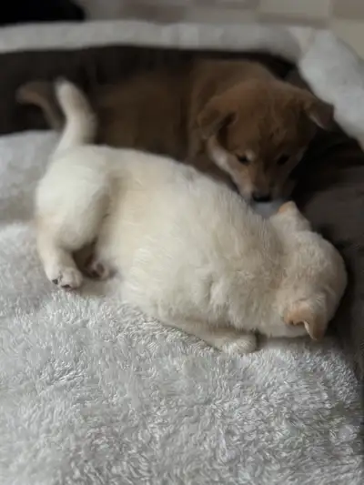 Purebred Shiba Inu Female Puppies – White & Red Available, View more