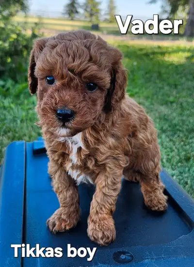 Shihtzu/Poodle Puppies, View more