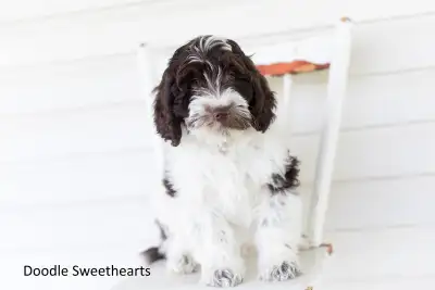 Labradoodle Puppies, Medium SizeBorn March 22, 2025 and ready to adopt May 17, 2025 2 year health gu...