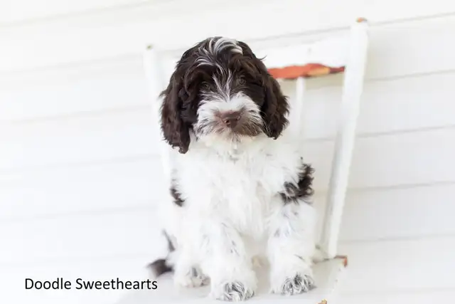 Labradoodle Puppies, Medium Size in Dogs & Puppies for Rehoming in Kitchener / Waterloo - Image 2