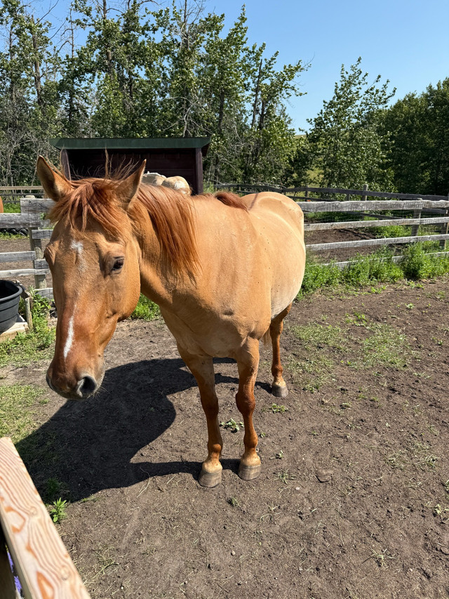 horses to rehome in Horses & Ponies for Rehoming in Red Deer - Image 2
