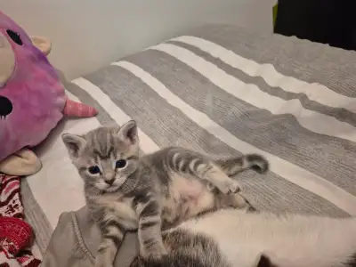 Very lovely kitten. Adorable kittens male and female