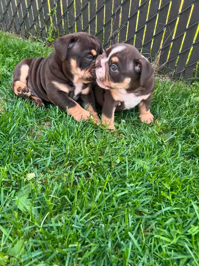 1 superbe femelles bulldog anglais couleur exotique 3500$ vaccinée, micropucée, vermifugée, garantie...