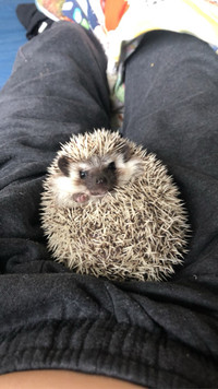 Hedgehog for rehoming