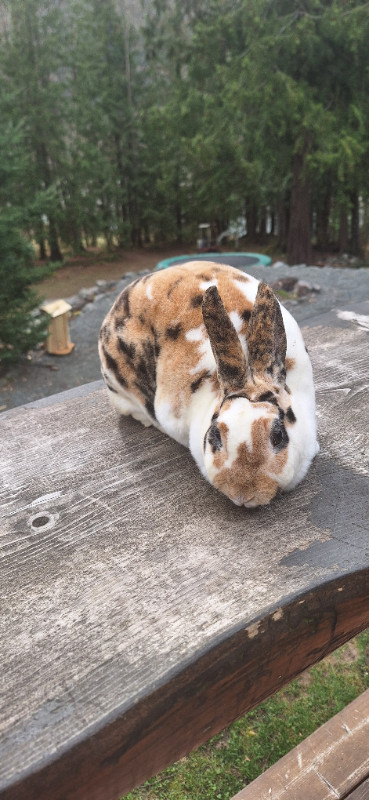 Proven Mini Rex doe in Small Animals for Rehoming in Chilliwack