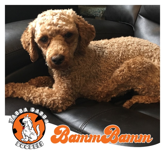 Cavapoo Puppies Miniature Poodle Cross; Reputable Breeder Dogs