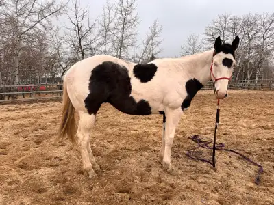 APHA Gelding For Sale , View more